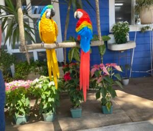 guacamayas de ceramica fria